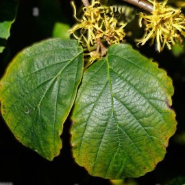 🌿💊 Suplemento de Hamamelis Virginiana (120 Cápsulas): Apoyo Natural para tu Bienestar Interno ✨ Health Supplement