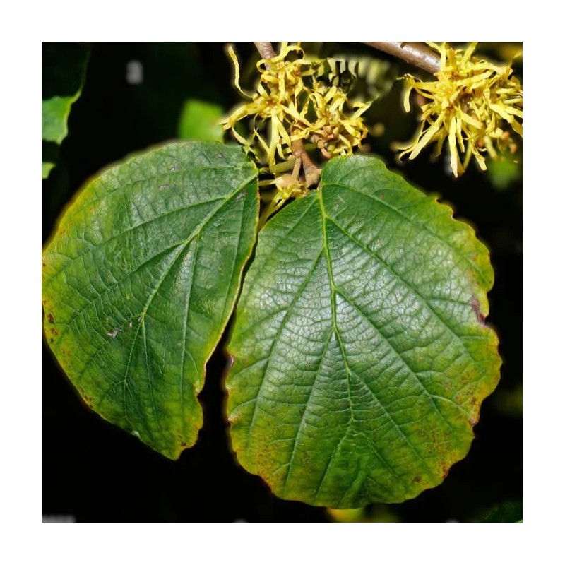 🌿💊 Suplemento de Hamamelis Virginiana (120 Cápsulas): Apoyo Natural para