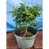 Indoorbonsaiandexotics Dwarf Barbados Cherry Tree in 6inch Pot Can be