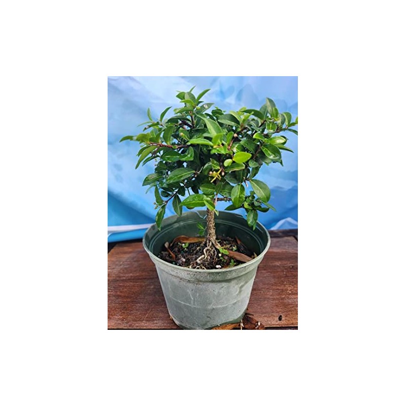 Indoorbonsaiandexotics Dwarf Barbados Cherry Tree in 6inch Pot Can be