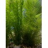 2 Elodea PLUS 2 Hornwort - Freshwater Live Aquatic Aquarium