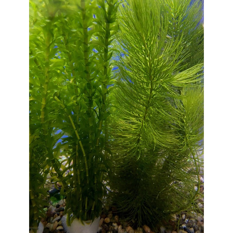 2 Elodea PLUS 2 Hornwort - Freshwater Live Aquatic Aquarium