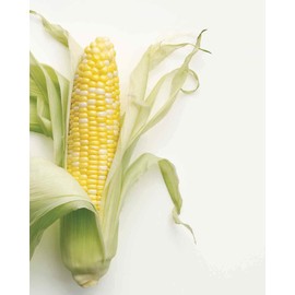 "Latte Bicolor" Hybrid Sweet Corn Seeds, 25 Seeds Per Packet, Non GMO Seeds