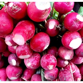 Radish Seeds for Planting – Plant & Grow Cherry Belle Radish in Home Outdoor Garden – 100 Heirloom Non-GMO Seeds – Planting Instructions for Abundant Harvests, Great Gardening Gift, 5 Packets, Red