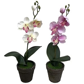 Kobe Flower Story Phalaenopsis 2018 - Petti-am Main Unit: Height 2.6 inches (6.5 cm), Main Unit: Width 2.8 inches (7 cm)