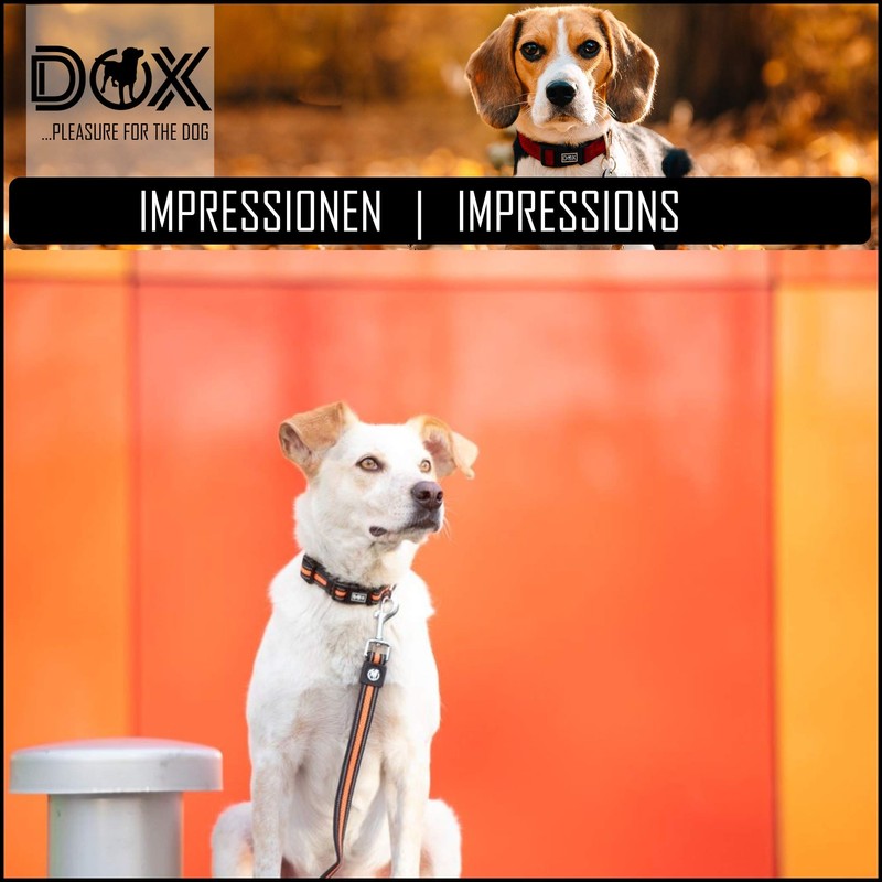 DDOXX Reflective Airmesh Dog Collar - Sturdy and Adjustable Puppy