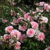 Heirloom Roses Rose Plant - Bonica® Pink Rose Bush, Landscape