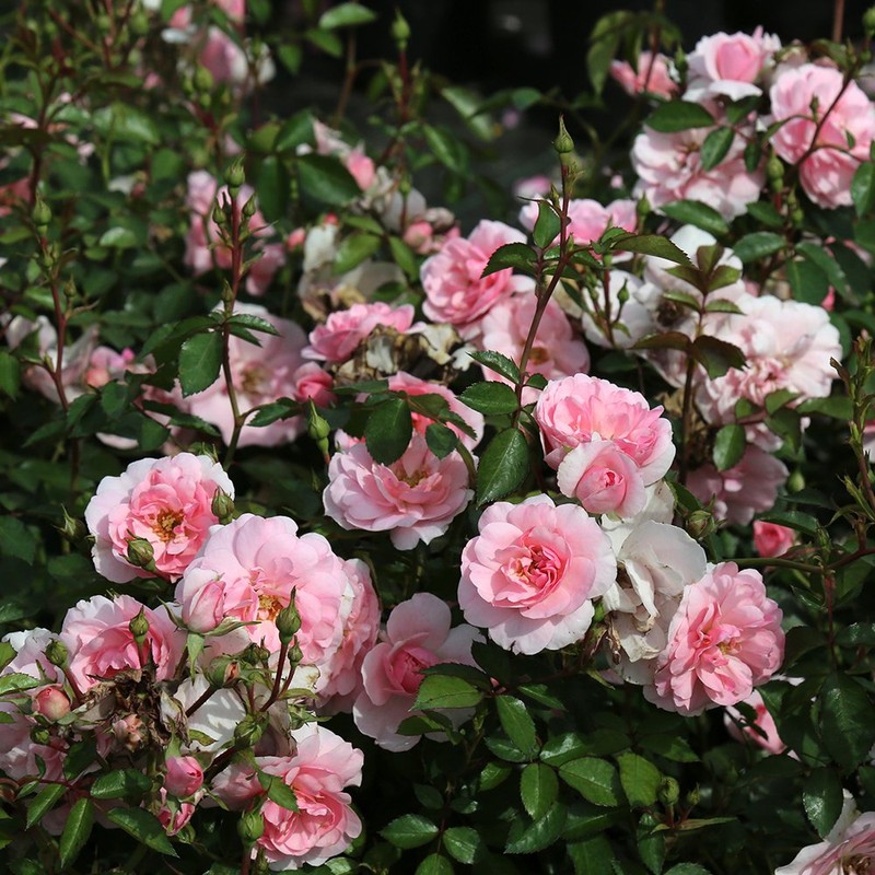 Heirloom Roses Rose Plant - Bonica® Pink Rose Bush, Landscape