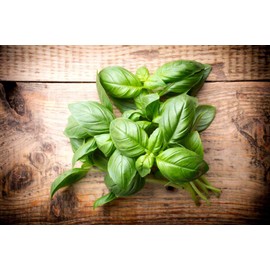 Giant Basil about 100 Seeds for Planting Non-GMO