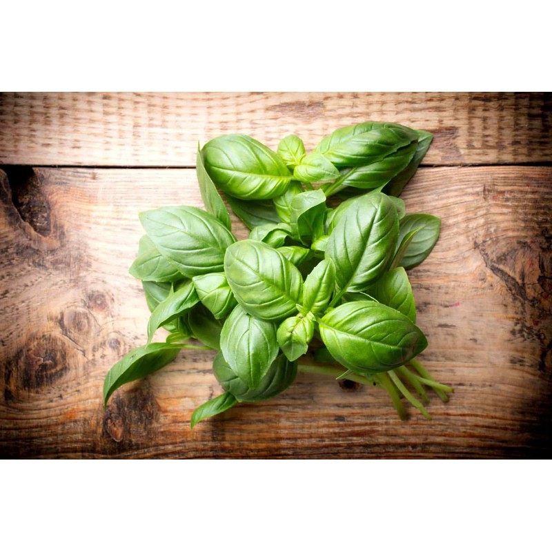 Giant Basil about 100 Seeds for Planting Non-GMO