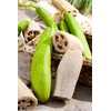 Luffa Sponge Gourd 10 Non-GMO Seeds for Planting Chinese Okra
