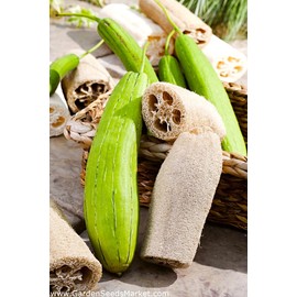 Luffa Sponge Gourd 10 Non-GMO Seeds for Planting Chinese Okra Loofah Squash