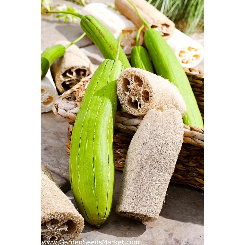 Luffa Sponge Gourd 10 Non-GMO Seeds for Planting Chinese Okra