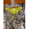 d’ears luna moth ornament, made in the U.S.A., family run