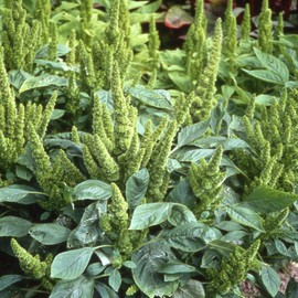 Outsidepride Amaranthus Green Thumb Flower Seed - 10000 Seeds