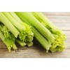 Golden Pascal Celery Seeds (Apium graveolens) – 1,000+ Non-GMO Heirloom
