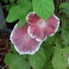 Outsidepride 50 Seeds Annual Ipomoea Nil Morning Glory Chocolate Climbing