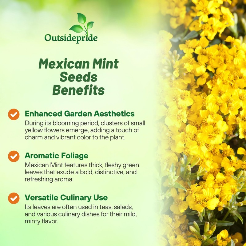 Outsidepride Mexican Mint Seeds - 1000 Perennial Herb Seeds for