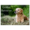 Golden Retriever (Tischkalender 2026 DIN A5 quer), CALVENDO Monatskalender: 13