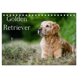 Golden Retriever (Tischkalender 2026 DIN A5 quer), CALVENDO Monatskalender: 13 schöne Golden Retriever-Portraits für das ganze Jahr (CALVENDO Tiere)