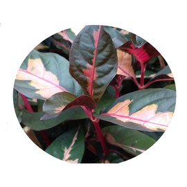 Chocolate Caricature Jamaican Croton Tropical Live Plant Bronze Pink Variegated Foliage Indoor Outdoor Starter Size 4 Inch Pot Emeralds Tm