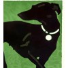 Greyhound 1912 German Dog Show Frankfurt Vintage Poster Print Retro