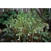 Perennial Farm Marketplace Polystichum acrostichoides (Christmas) Hardy Fern, Size-#1 Container,