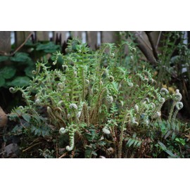 Perennial Farm Marketplace Polystichum acrostichoides (Christmas) Hardy Fern, Size-#1 Container, Dark Green Fronds
