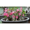 Gardenera Desert Rose Potting Soil - Support The Resilience and