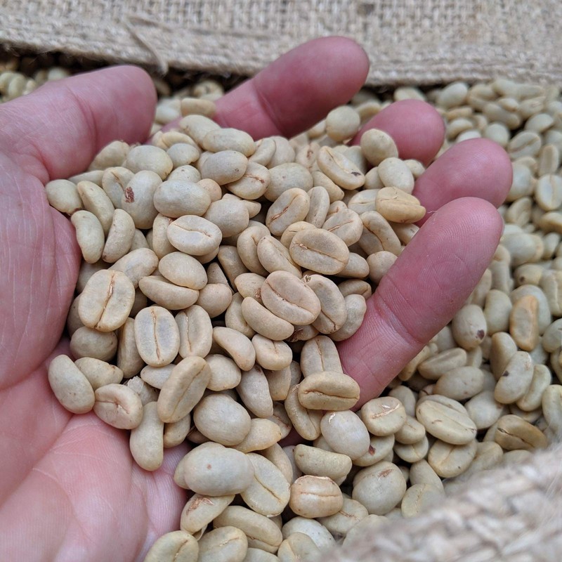 Rounton Coffee Roasters | 250g Green Colombian Unroasted Coffee Beans