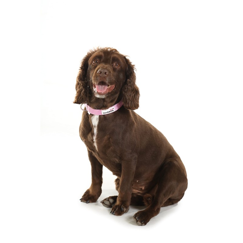 Doodlebone Dog Collar, Fuchsia, 3-6