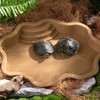 Turtle Bathing Pool, Reptile Feeding Dish Water Pot, Landscape Fish