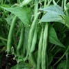 Dwarf Beans | 50 seeds | Heirloom variety | Fresh
