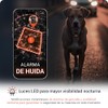 PAJ Localizador GPS Perros 4G - Incl. 3 Meses de