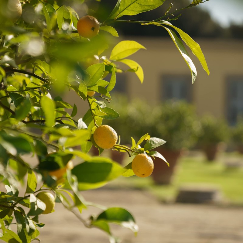 Dr. Vranjes – Eau de Parfum Ginger Lime 3.4 Oz