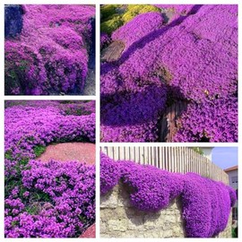 Creeping Thyme Seeds for Planting - 20000+ Magic Purple Creeping Thyme Seeds Heirloom Non-GMO Ground Cover Plant