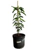 Tree Glenn MANGO TREE GRAFTED 2-4 Ft Tall.Ship To CA&PR.