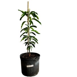 Tree Glenn MANGO TREE GRAFTED 2-4 Ft Tall.Ship To CA&PR. Actual Photos
