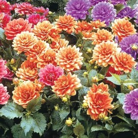 Toadstool Seeds 25 Gallery Cobra Dahlia Seeds Flowers Perennial Flower Seed Flowering Bloom 1115