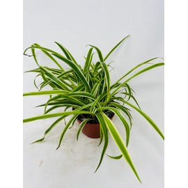 JM BAMBOO JM BAMBOO Reverse Variegated Spider Plant - Easy to Grow/Cleans The Air - 4in Pot