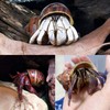 14PCS 14 Kind Natural Hermit Crab Shells Size 1" -