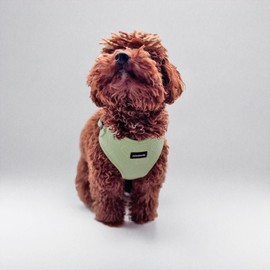 No Pull Puppy Harness and Leash Set – No Choke Neoprene Dog Harness for Extra Small Dogs (3–8 lbs) – Green(XXS), Lightweight Breathable Mesh with Unique Heart Pattern, Adjustable Fit