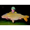 Bug Bait - TS Bug Fishing Boilies (Size 1 kg,