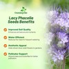 Outsidepride Lacy Phacelia Seeds for Planting - 5000 Pcs Annual,