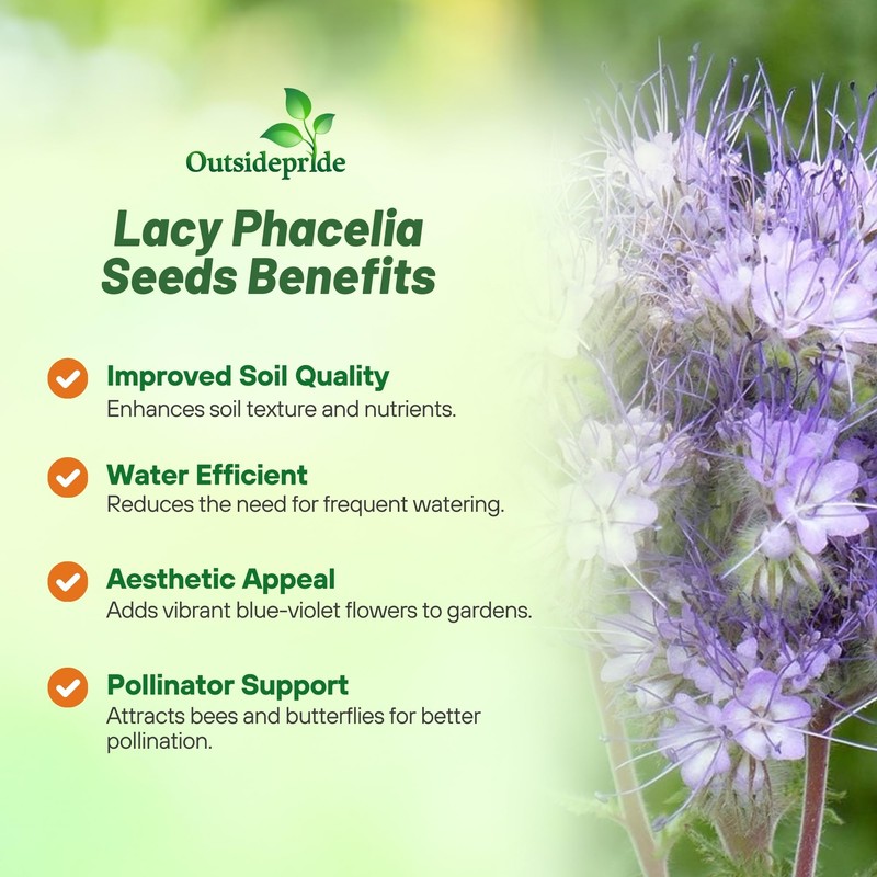 Outsidepride Lacy Phacelia Seeds for Planting - 5000 Pcs Annual,