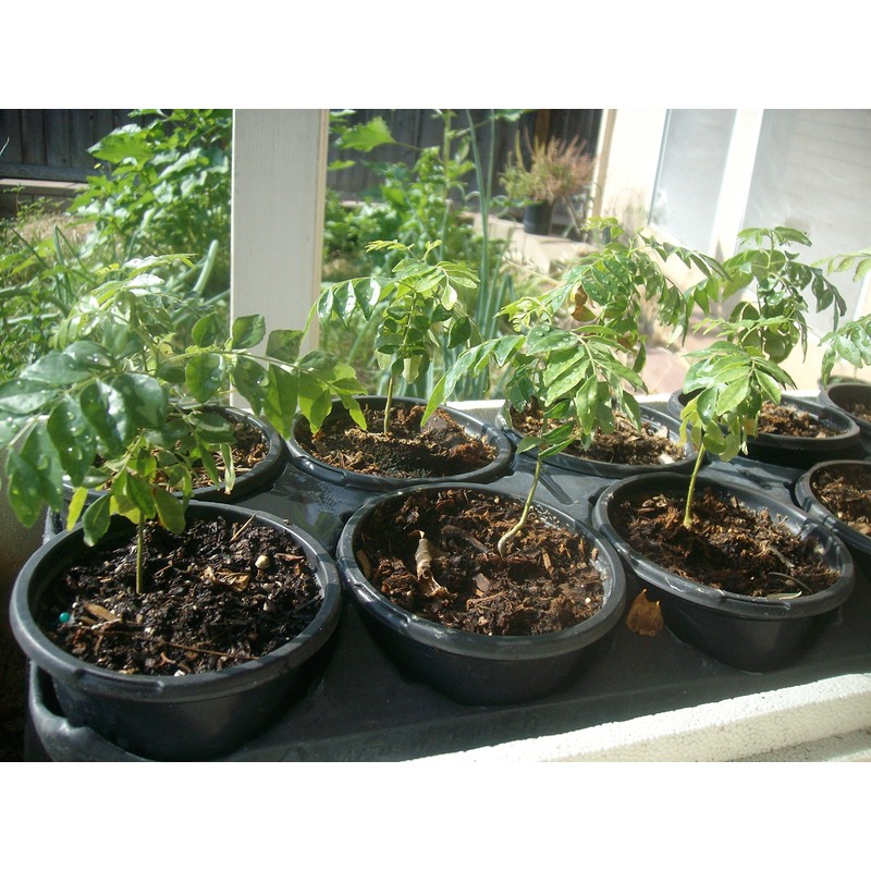 Gamthi Curry Leaf Plant