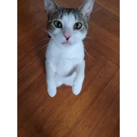 Your Photo 4x6 Made Into A Refrigerator Locker  Magnet