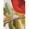 Northern Cardinal or Cardinal Grosbeak Audubon Print 15" x 11.5"