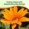 Outsidepride New Day Orange Gazania Seeds for Planting – 25