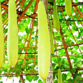 TomorrowSeeds - NAM Tao Ngam Long Bottle Gourd Seeds - 30+ Count - for 2025 Planting India Hybrid Calabash Lauki Dudhi Melon Loki UPO Opo Squash Asian Vegetable Grow Your Own Home Farm Patio Healthy